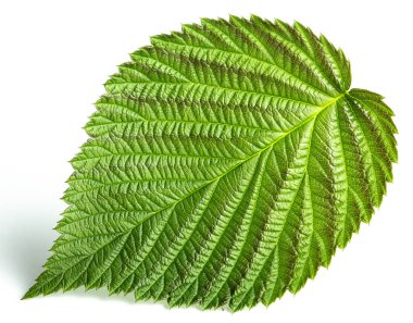 Beyaz arkaplanda yeşil ahududu yaprağı izole