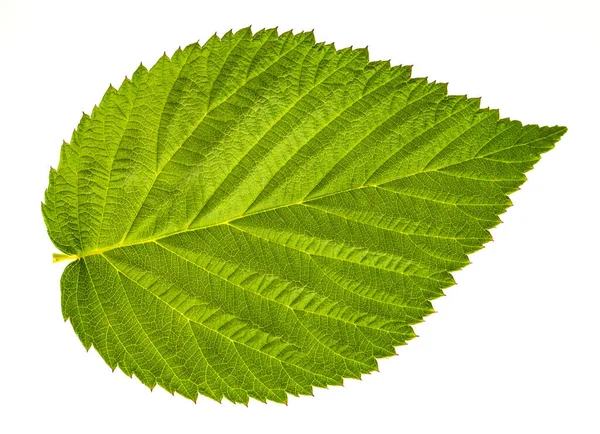 Groene Frambozenblad Geïsoleerd Een Witte Achtergrond — Stockfoto