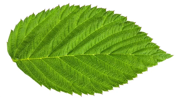 Groene Frambozenblad Geïsoleerd Een Witte Achtergrond — Stockfoto