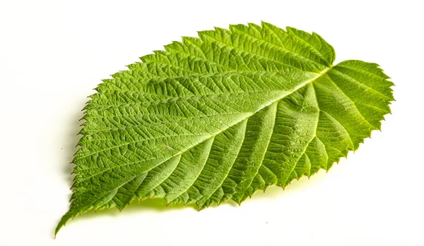 Groene Frambozenblad Geïsoleerd Een Witte Achtergrond — Stockfoto