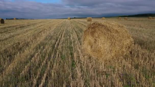 Fardos no campo, grande rodada amarela. — Vídeo de Stock