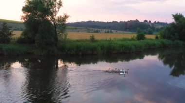 Kuğular, genç bir aile akşamları gölde yüzer..