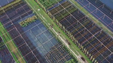 Bir bitkinin kuş bakışı görüntüsü.