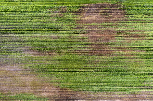田里的庄稼被毁了 因为繁殖条件差 或土壤或疾病 病害的农作物 — 图库照片