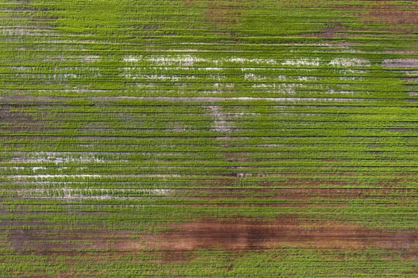 Culturas Danificadas Campo Devido Más Condições Raça Solo Pobre Doença — Fotografia de Stock