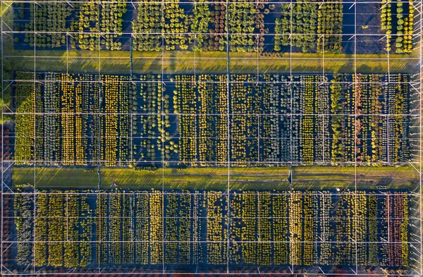 Negozio Con Una Vasta Gamma Piante Ornamentali Paesaggio Vista Del — Foto Stock