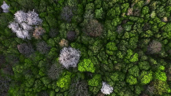 Fundo Escuro Natural Padrão Floresta Primavera Com Árvores Frutíferas Floridas — Fotografia de Stock