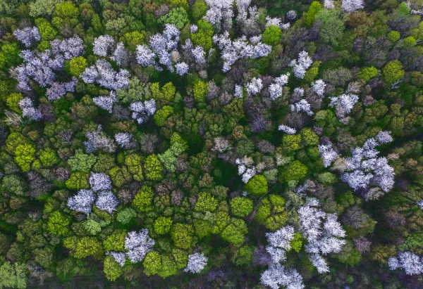 Natürlicher Dunkler Hintergrund Oder Muster Frühlingswald Mit Blühenden Obstbäumen Ansicht — Stockfoto