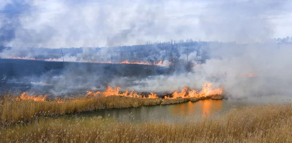 Brandend Droog Gras Buurt Van Het Bos Een Ecologische Catastrofe — Stockfoto