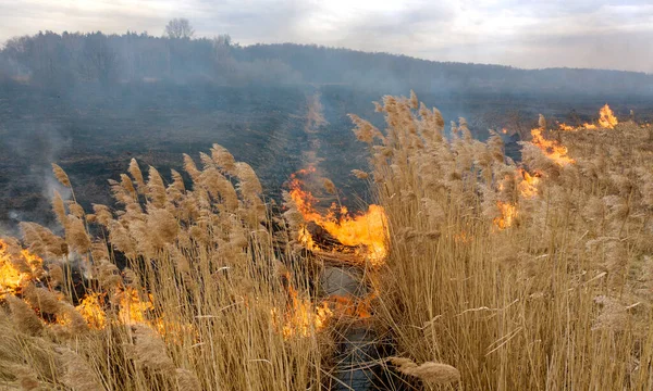 근처에서 태우고 있습니다 대기중의 방출을 수반하는 생태계의 대재난 — 스톡 사진