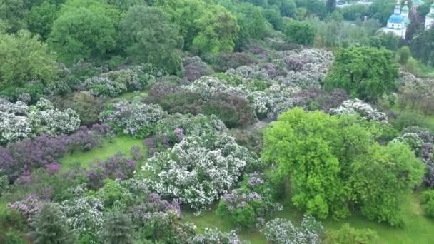 Krzewy lilii kwitną w ogrodzie botanicznym w Kijowie. Widok z drona. — Wideo stockowe
