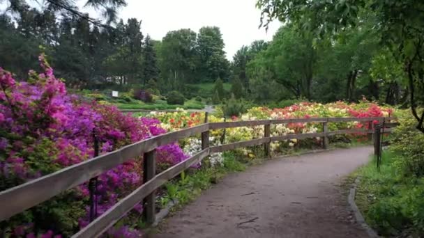Azaleas blommar i en blomsterbädd i botaniska trädgården. — Stockvideo