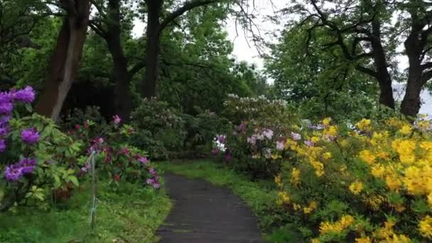 Azaleas blommar i en blomsterbädd i botaniska trädgården. — Stockvideo