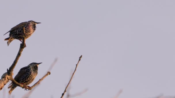 Sturnus vulgaris Estorninos en un árbol. tres aves se preparan para migrar. — Vídeo de stock