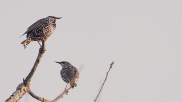 Sturnus vulgaris Estorninos en un árbol. tres aves se preparan para migrar. — Vídeos de Stock