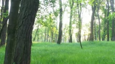 Genç yemyeşil çimenler şafakta parkta.