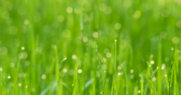 Zielona trawa w rosie, ostrość selektywna, zbliżenie — Wideo stockowe