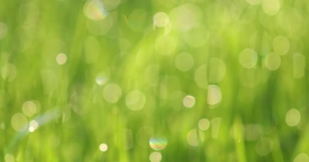 โบเก้สีเขียวโฟกัส, ใบไม้หรือหญ้าพื้นหลังธรรมชาติ . — วีดีโอสต็อก