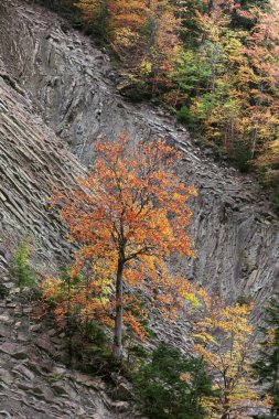 Yalnızlık kavramı. Yalnız sonbahar ağacı kayalık bir dağın yamacında.