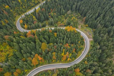 Sonbahar manzarası, dağ ormanında asfalt yol. Sarı ve kırmızı dökme ağaçlar ve yeşil kozalaklı ağaçlar resim gibi bir kontrastlık yaratır.