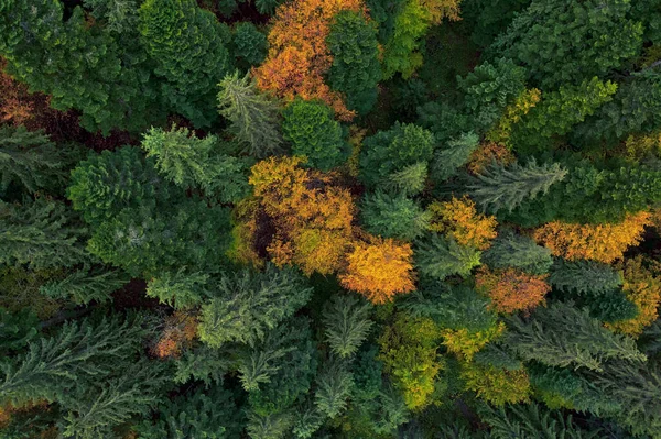 Herbst Wald Luftaufnahme Gelbe Und Grüne Bäume Hintergrund Oder Textur — Stockfoto