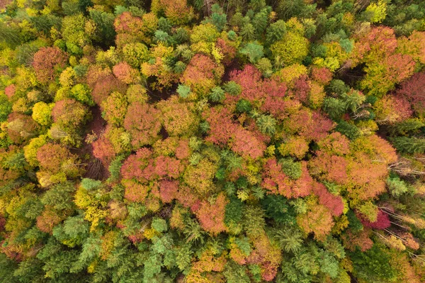 Φθινοπωρινή Θέα Στο Δάσος Κίτρινα Και Πράσινα Δέντρα Ιστορικό Υφή — Φωτογραφία Αρχείου
