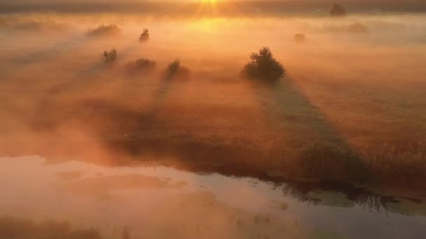 Красивий дивовижний пейзаж Ранковий луг в осінньому лісі . — стокове відео