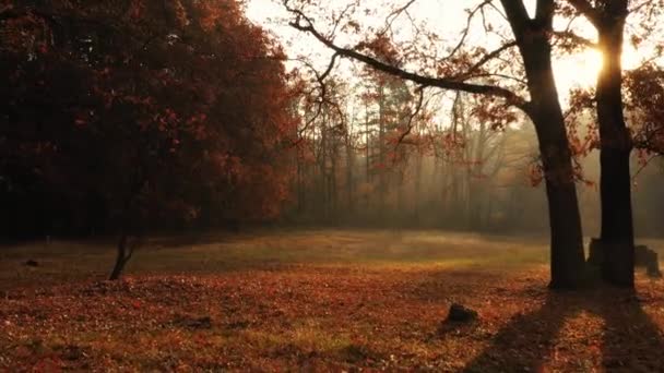 Hermoso paisaje increíble mañana prado en el bosque de otoño. — Vídeo de stock