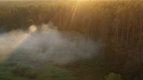 Утренний луг в осеннем лесу. — стоковое видео