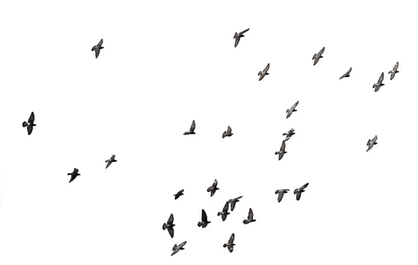 Un troupeau d'oiseaux isolés sur un fond blanc. — Photo