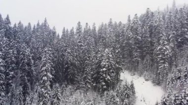 Kış dağ ormanındaki yüksek bir tepeden bak..