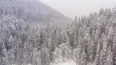 Bir dağ kozalaklı ormanının yanındaki karlı bir çayırda kar fırtınası. Drone görünümü