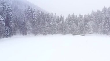 Bir dağ kozalaklı ormanının yanındaki karlı bir çayırda kar fırtınası. Drone görünümü