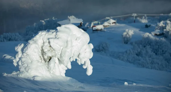 Grande Camada Neve Uma Árvore Forma Elefante Cão — Fotografia de Stock