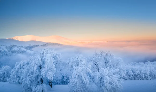 Montanha Paisagem Inverno Árvores Cobertas Neve Topo Montanha Amanhecer — Fotografia de Stock