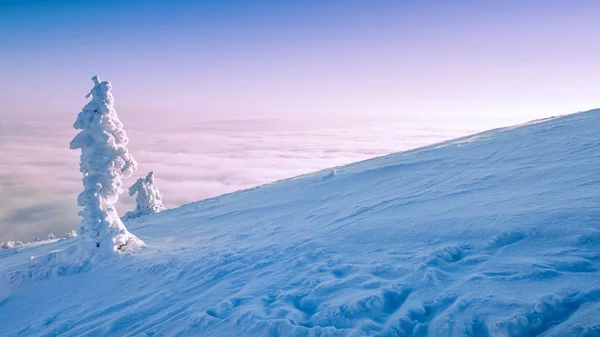 Montanha Paisagem Inverno Árvores Cobertas Neve Topo Montanha Amanhecer — Fotografia de Stock