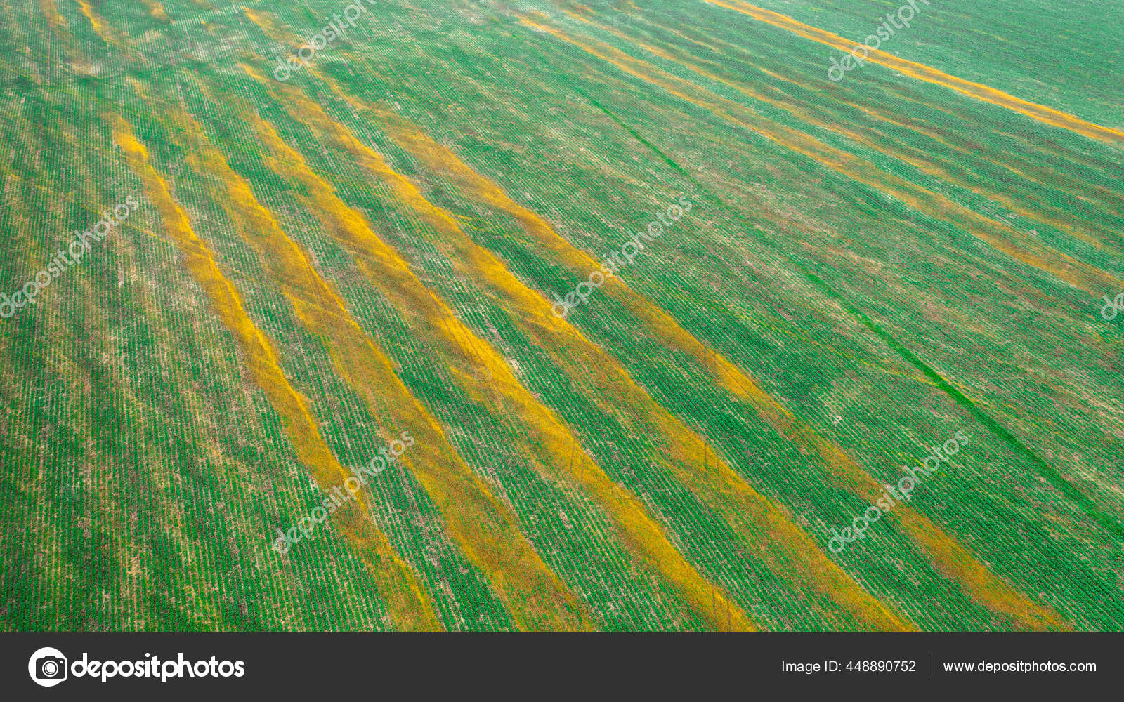 Soybean Crops Damaged Due Improper Application Fertilizers Pesticides