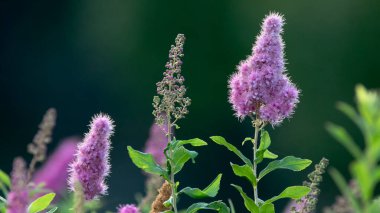 Çiçekli çalılık Spiraea salicifolia Seçici odak noktası. Yakın plan..