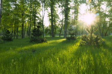 Yeşil bir parkta büyülü bir yaz sabahı. Genç yemyeşil çimenler ve ılık güneş ışınları harika bir atmosfer yaratır..