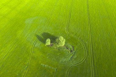 Genç yeşil buğday tarlası ve teknolojik izler. Tarım alanının harikaları. Drone görünümü.