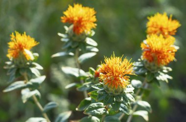 Tarlada çiçek açan Carthamus tinctorius sahte safran boya ve margarin üretiminde kullanılır..
