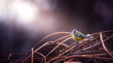 Parus caeruleus, or Cyanistes caeruleus, the yellow-blue tit sits on a branch. Wonderful spring landscape.