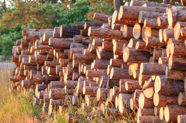 Ormanda kaybolmuş koca bir odun yığını..