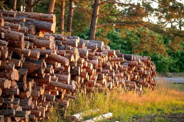 Huge pile of wooden logs lost in the woods.