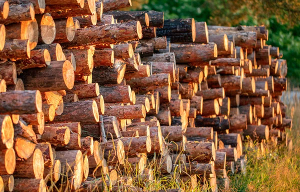 Huge pile of wooden logs lost in the woods.