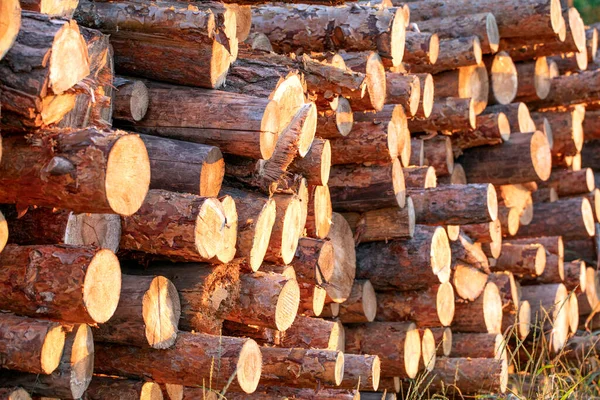 Huge Pile Wooden Logs Lost Woods — Stock Photo, Image