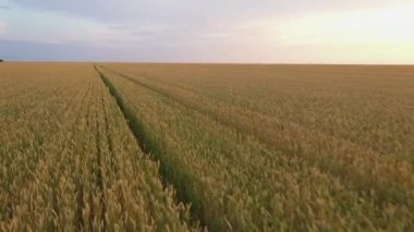 Buğday tarlası ve kızıl gökyüzü gün batımında