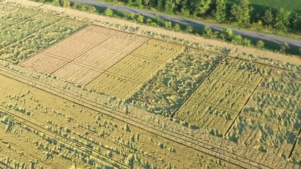 Los cultivos de trigo fueron parcialmente destruidos debido al mal tiempo. — Vídeos de Stock