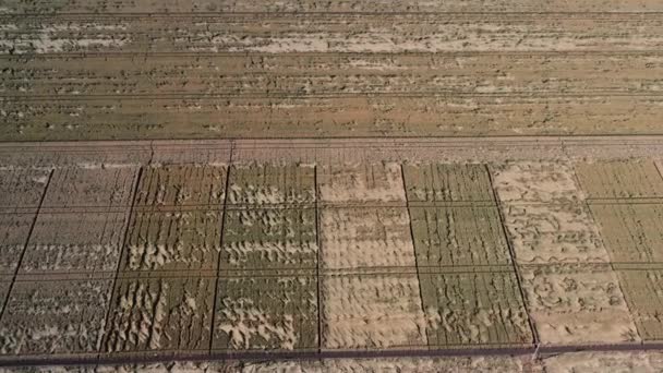 Урожай пшеницы был частично уничтожен из-за плохой погоды. — стоковое видео