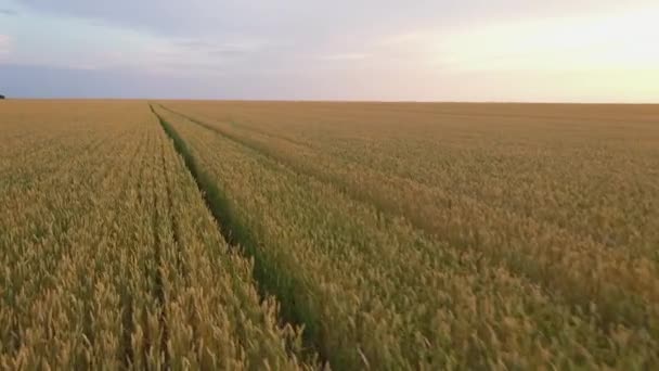 Champ de blé et ciel pourpre au coucher du soleil — Video
